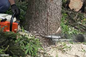 Best Leaf Removal  in Pacific Grove, CA